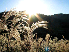 c0128402_919723.gif