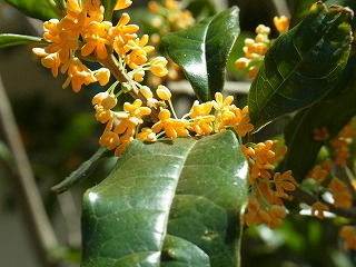 c0201910_19431837.jpg