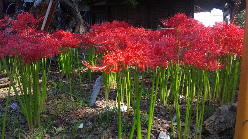 日陰に咲いた曼珠沙華_b0199924_1461062.jpg