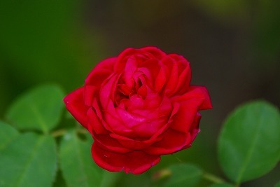 f0170524_21371479.jpg
