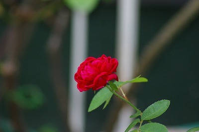 f0170524_21371977.jpg