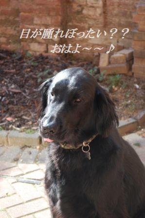 鮭のえのきハーブクリームソース_d0104926_526360.jpg