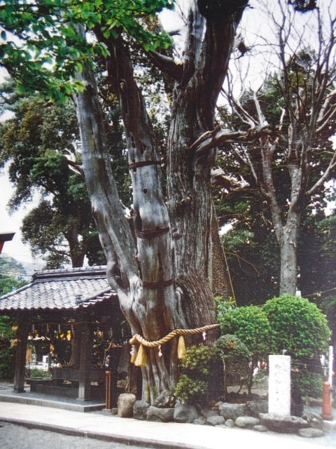 白浜神社のビャクシン_d0163426_21162022.jpg