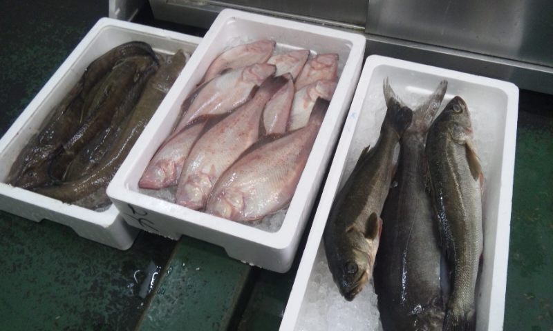魚自慢・・・_d0241628_1335342.jpg