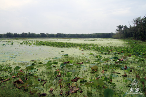 108 Brazos Bend State Park ～ワニの楽園～_c0211532_16354350.jpg