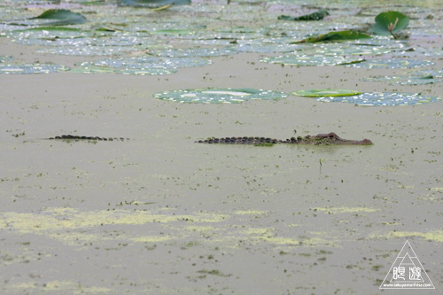 108 Brazos Bend State Park ～ワニの楽園～_c0211532_1641188.jpg