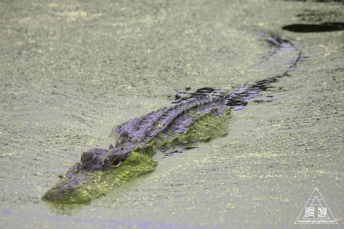 108 Brazos Bend State Park ～ワニの楽園～_c0211532_16421783.jpg