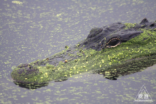 108 Brazos Bend State Park ～ワニの楽園～_c0211532_16422648.jpg