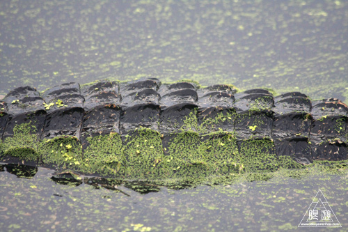 108 Brazos Bend State Park ～ワニの楽園～_c0211532_16423672.jpg