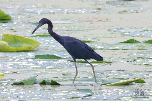 108 Brazos Bend State Park ～ワニの楽園～_c0211532_16472946.jpg