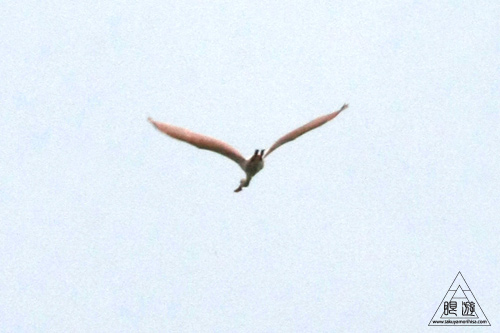 108 Brazos Bend State Park ～ワニの楽園～_c0211532_17153833.jpg