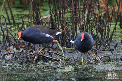 108 Brazos Bend State Park ～ワニの楽園～_c0211532_1743279.jpg