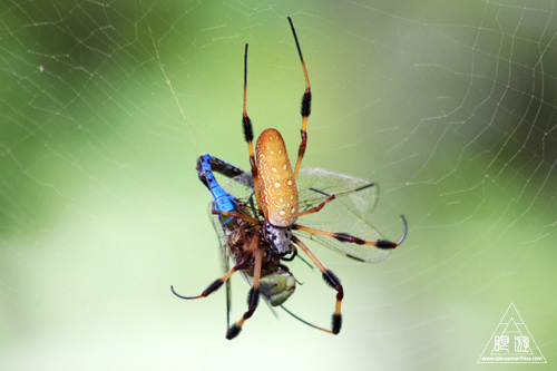 108 Brazos Bend State Park ～ワニの楽園～_c0211532_1753107.jpg