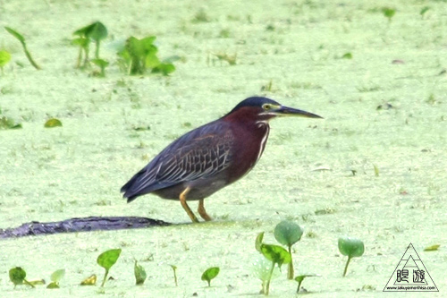 108 Brazos Bend State Park ～ワニの楽園～_c0211532_1755113.jpg