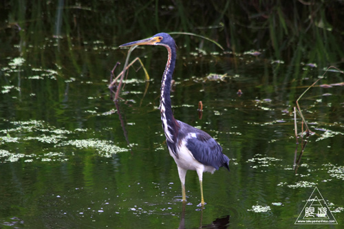 108 Brazos Bend State Park ～ワニの楽園～_c0211532_1773100.jpg