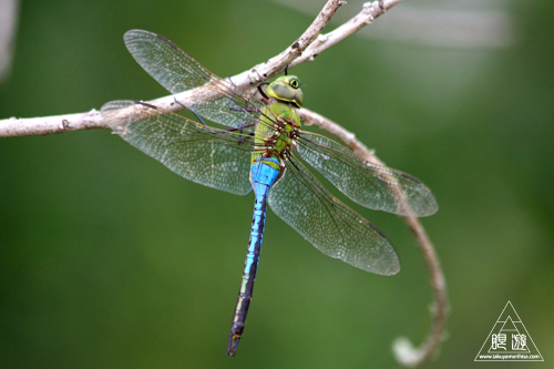 108 Brazos Bend State Park ～ワニの楽園～_c0211532_18204222.jpg