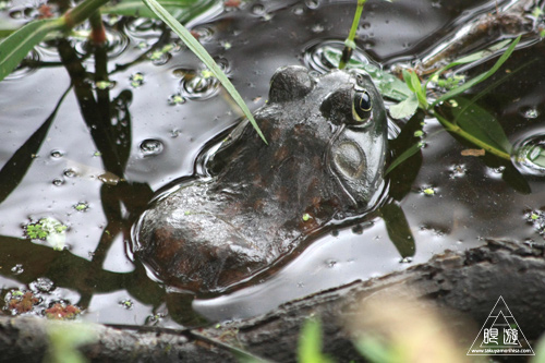 108 Brazos Bend State Park ～ワニの楽園～_c0211532_18252238.jpg