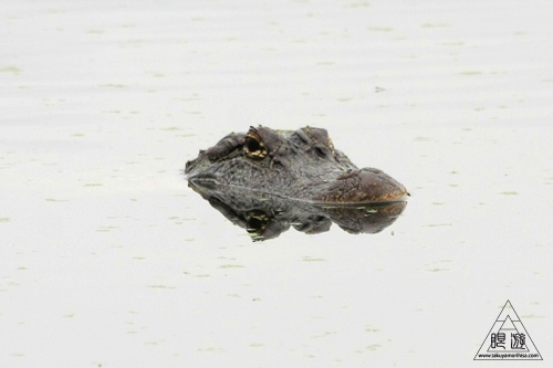 108 Brazos Bend State Park ～ワニの楽園～_c0211532_18261864.jpg