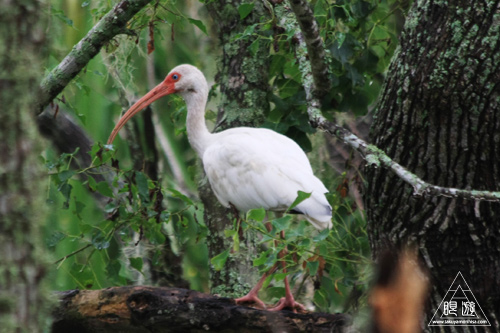 108 Brazos Bend State Park ～ワニの楽園～_c0211532_1828117.jpg