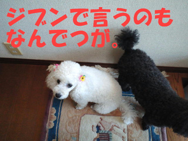 c0117239_11271457.jpg