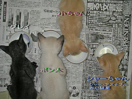 【壁ネコ】_e0218639_22532745.jpg