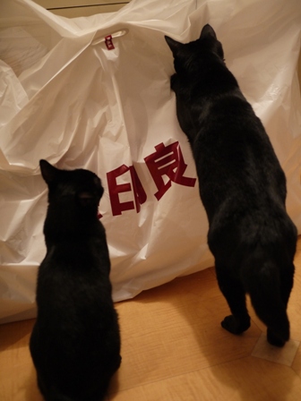 無印良品にタッチする猫 のぇるろった編。_a0143140_23574133.jpg
