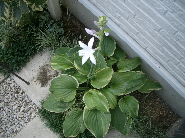 狂い咲き_a0155844_1740535.jpg