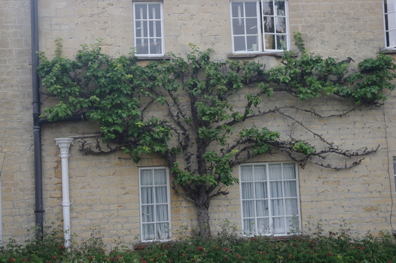 エスパリエ Espalier 贅沢な旅を