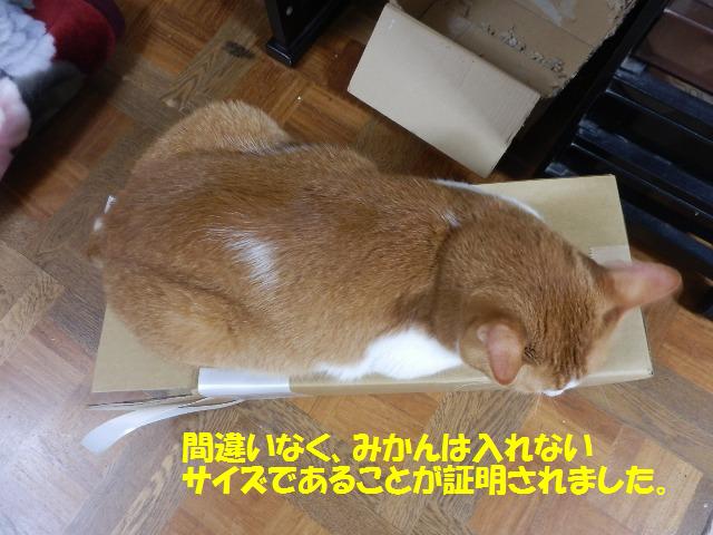 人も猫も新しいもの好き☆_c0194551_13545615.jpg