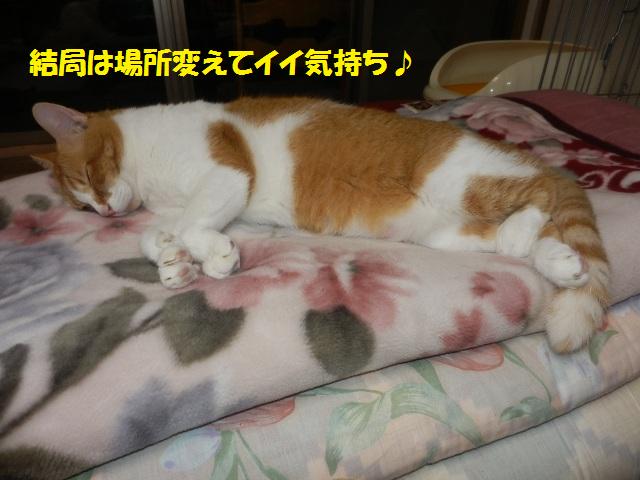 人も猫も新しいもの好き☆_c0194551_13585967.jpg