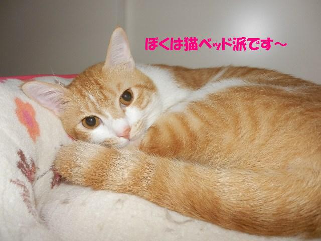 人も猫も新しいもの好き☆_c0194551_1424093.jpg