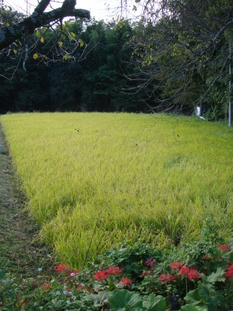 c0074157_1575069.jpg
