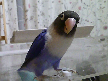 e0147757_23151184.jpg