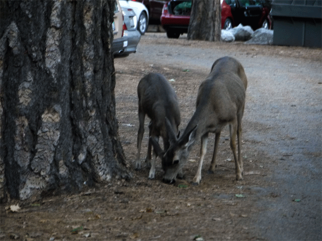 e0010166_18505217.gif