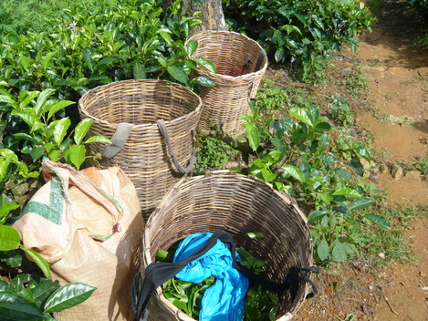 スリランカ旅行記：紅茶はスリランカ名物にあらず！？_d0108969_1821950.jpg