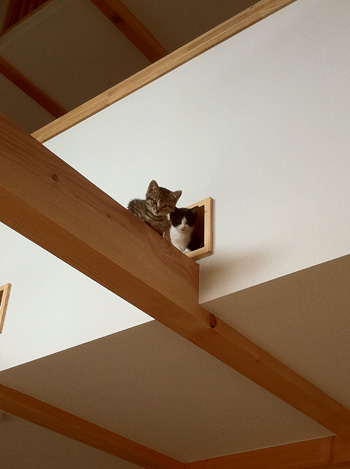 猫と暮らす家_d0031378_9582443.jpg