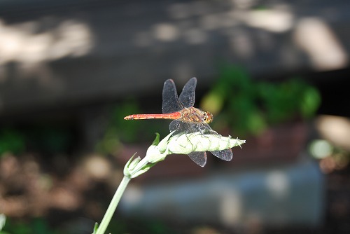 c0124100_23354551.jpg