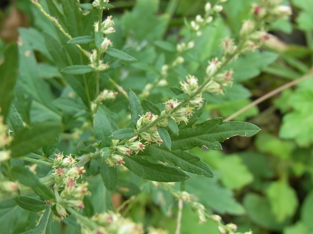 秋の植物_b0049307_1436293.jpg