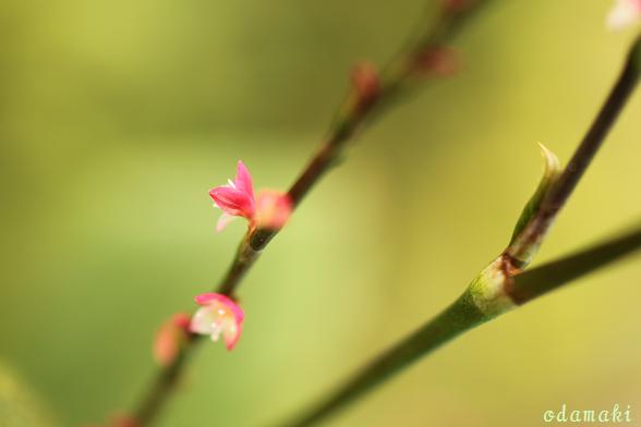 小花のワルツ ♪♪♪_c0083210_6554960.jpg