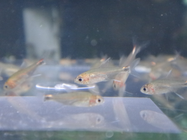 熱帯魚・水草・侘び草・淡水魚_f0189122_133649.jpg