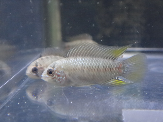 熱帯魚・水草・侘び草・淡水魚_f0189122_1361247.jpg