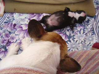 f0232522_1656173.gif