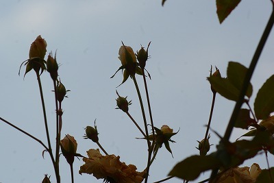 f0170524_17133336.jpg