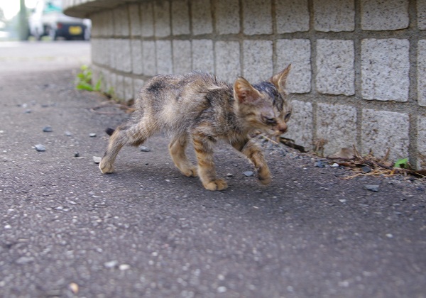 野良の仔 哀れ_f0214527_9155735.jpg