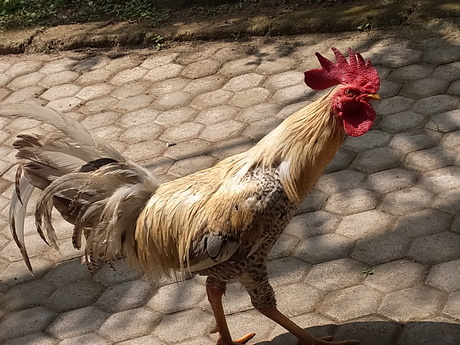 バリ ウブド 家日記。_d0132132_16542736.jpg