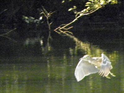 まだまだいるゴイサギの幼鳥 Night heron_f0206939_18361850.jpg