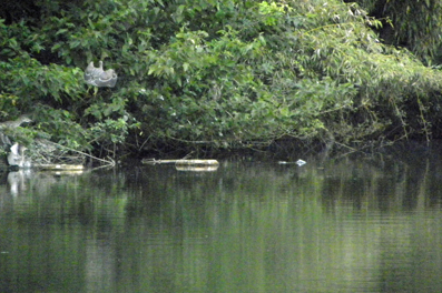 まだまだいるゴイサギの幼鳥 Night heron_f0206939_1837264.jpg