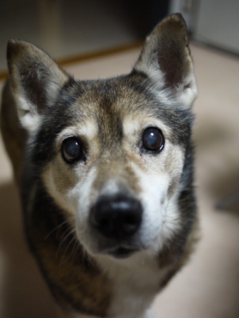 猫のお友だち 祿太くん編+犬のお友だち イチローくん編。_a0143140_22492844.jpg