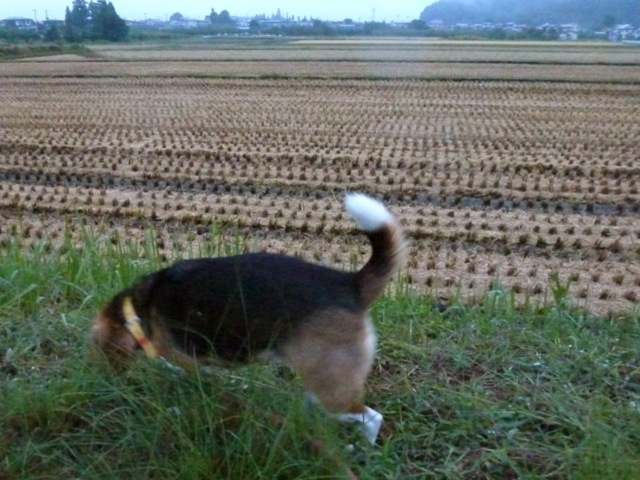 冷たい雨の日_c0190940_207305.jpg