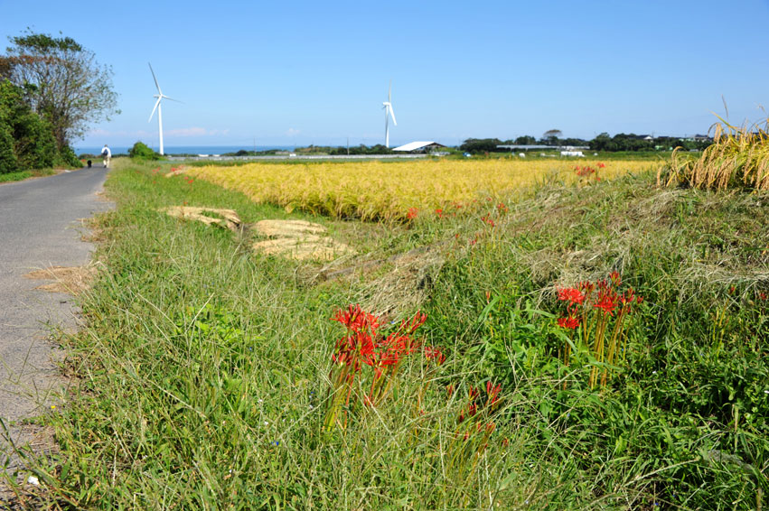 大山へも行ったよ＾＾♪_b0075541_236714.jpg